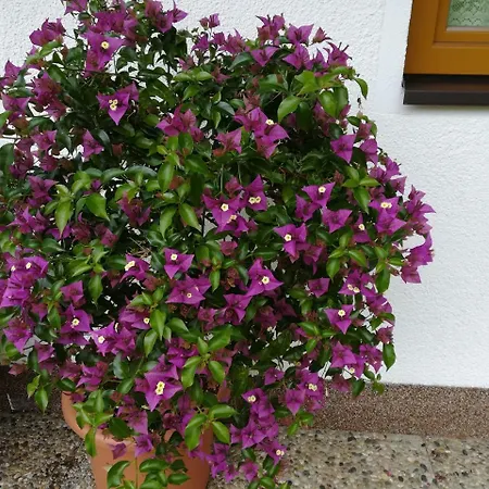 Bergblick 아파트 Schmirn